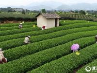  松阳：夏秋茶 采摘忙
