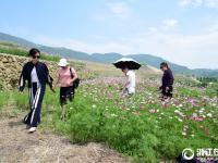  建德：格桑花海 绽放梯田