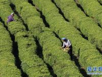  夏茶采摘忙