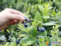 隆回三阁司：蓝莓熟了引客来