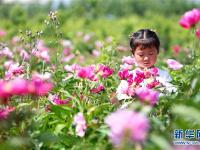  山东即墨：“农旅”芍药富民增收