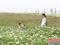  江苏句容格桑花海醉游人