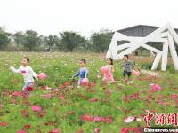  江苏句容格桑花海醉游人