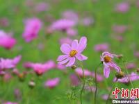  江苏句容格桑花海醉游人