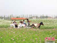  江苏句容格桑花海醉游人