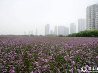  杭州：马鞭草，那一片紫色的花海