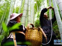  广西龙胜：竹酒飘香富农家