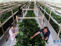  重庆黔江：扶贫小蚕力量大