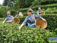  赛采茶 斗茶艺