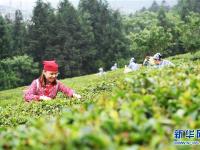  赛采茶 斗茶艺