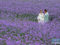  贵州瓮安：荒坡变花海 美景引客来