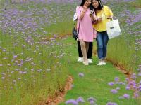  贵州瓮安：荒坡变花海 美景引客来