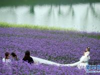  贵州瓮安：荒坡变花海 美景引客来