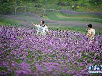  贵州瓮安：荒坡变花海 美景引客来