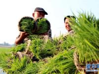  规模化育秧助农增收