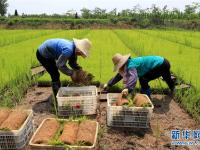  规模化育秧助农增收