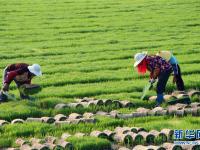  规模化育秧助农增收