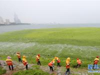  浒苔清理忙