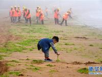  青岛：海滩清浒苔