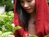  广西横县：茉莉花香引客来