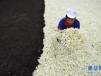  广西横县：茉莉花茶加工忙