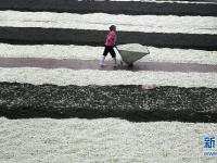  广西横县：茉莉花茶加工忙
