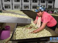  广西横县：茉莉花茶加工忙