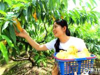  路桥：蜜桃“甜”了一方百姓