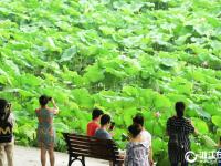  杭州：梅雨暂歇好赏荷