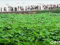  杭州：梅雨暂歇好赏荷