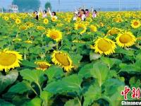 徐州微山湖畔向日葵花海绚烂绽放引万千游人
