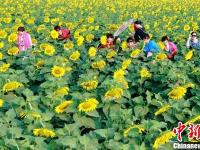 徐州微山湖畔向日葵花海绚烂绽放引万千游人