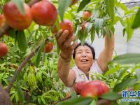  山东高青：旧村复垦变良田