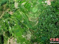  鸟瞰福建宁德美丽茶山