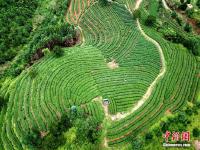  鸟瞰福建宁德美丽茶山