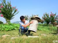 建德：养土蜂 富农家