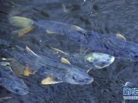  青海湖：又到湟鱼洄游时