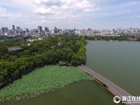  高温下的西湖蓝天白云 一生“荷”求