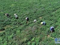  河北丰润：中药材种植开辟增收路