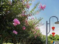 【醉美邵阳】紫薇花开夏日美