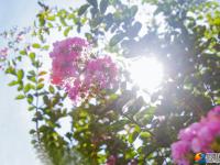 【醉美邵阳】紫薇花开夏日美