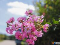【醉美邵阳】紫薇花开夏日美