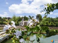 【醉美邵阳】紫薇花开夏日美