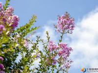 【醉美邵阳】紫薇花开夏日美