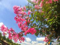 【醉美邵阳】紫薇花开夏日美
