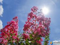 【醉美邵阳】紫薇花开夏日美