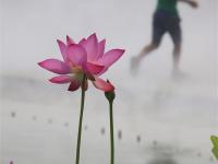  雾里看花