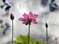  雾里看花