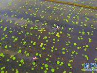  江苏太仓：芡实田间管理忙