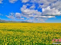  甘肃山丹马场油菜花开 遍地金黄引蜂来